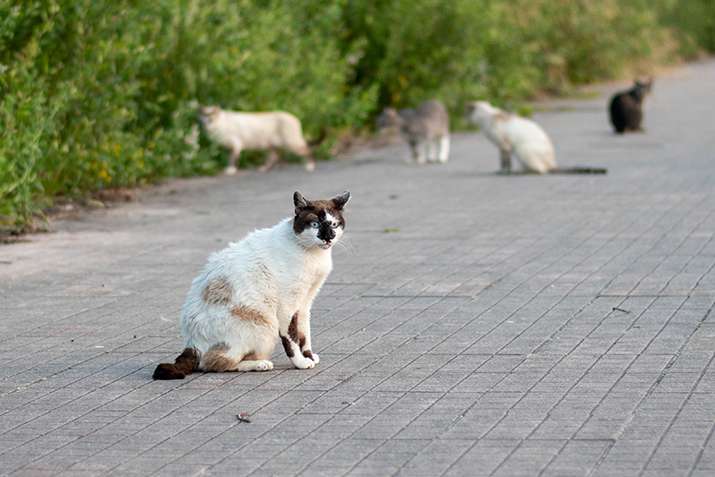 Comida para las colonias felinas de Pontevedra